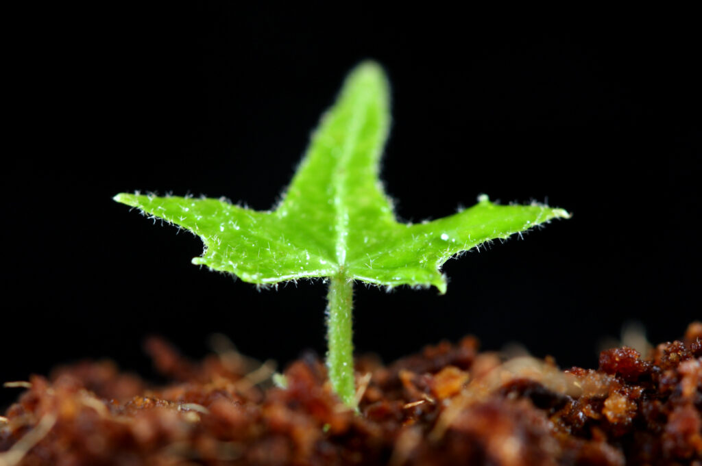 A single new leaf sprouts from the earth. Shot was taken with a Canon EF 100mm lens.